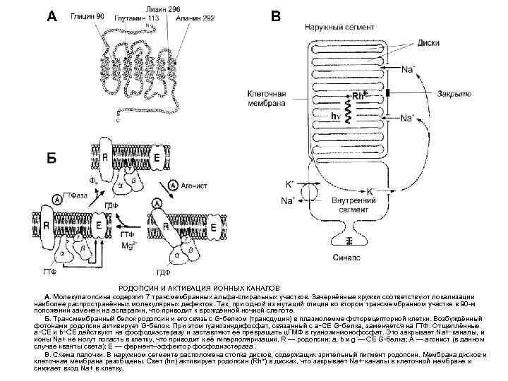 РОДОПСИН И АКТИВАЦИЯ ИОННЫХ КАНАЛОВ А. РОДОПСИН И АКТИВАЦИЯ ИОННЫХ КАНАЛОВ А.
