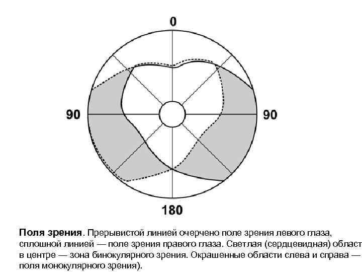 Поля зрения. Прерывистой линией очерчено поле зрения левого глаза, сплошной линией — поле Поля зрения. Прерывистой линией очерчено поле зрения левого глаза, сплошной линией — поле