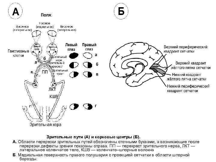 Зрительные пути (А) и корковые центры (Б). А. Зрительные пути (А) и корковые центры (Б). А.