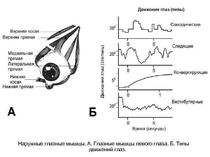Наружные глазные мышцы. А. Глазные мышцы левого глаза. Б. Типы Наружные глазные мышцы. А. Глазные мышцы левого глаза. Б. Типы