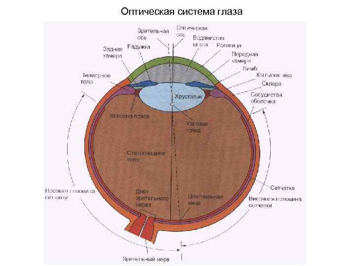 Зрительная сенсорная система картинки