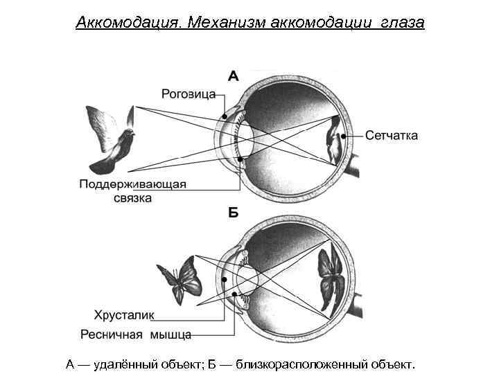 Зрительная сенсорная система картинки