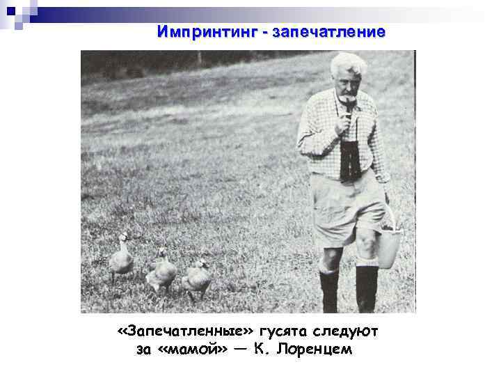   Импринтинг - запечатление «Запечатленные» гусята следуют  за «мамой» — К. Лоренцем