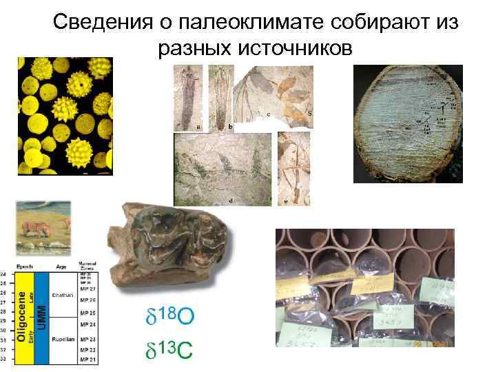 Сведения о палеоклимате собирают из  разных источников  