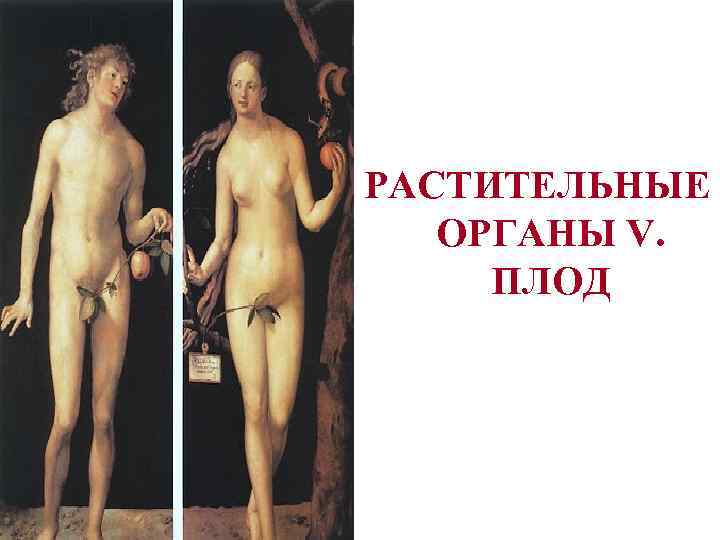 РАСТИТЕЛЬНЫЕ ОРГАНЫ V.  ПЛОД 