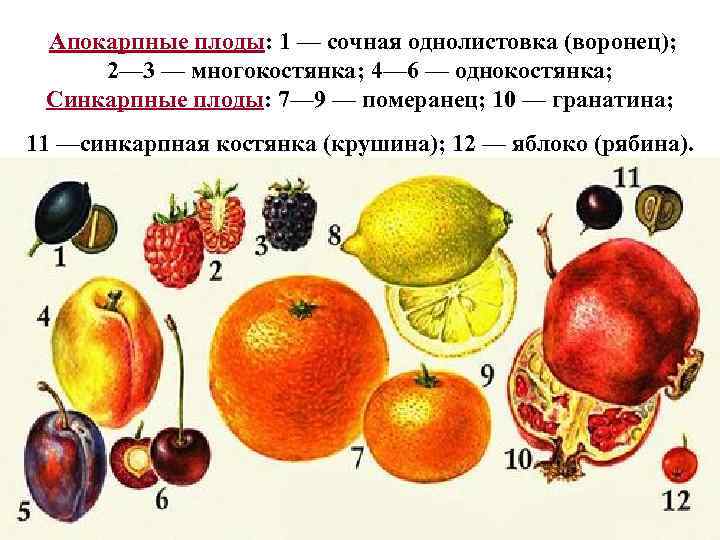 Назовите сочные плоды. Тип плода апокарпный. Типы апокарпных плодов. Боб апокарпный плод. Типы апокарпных плодов сухих.