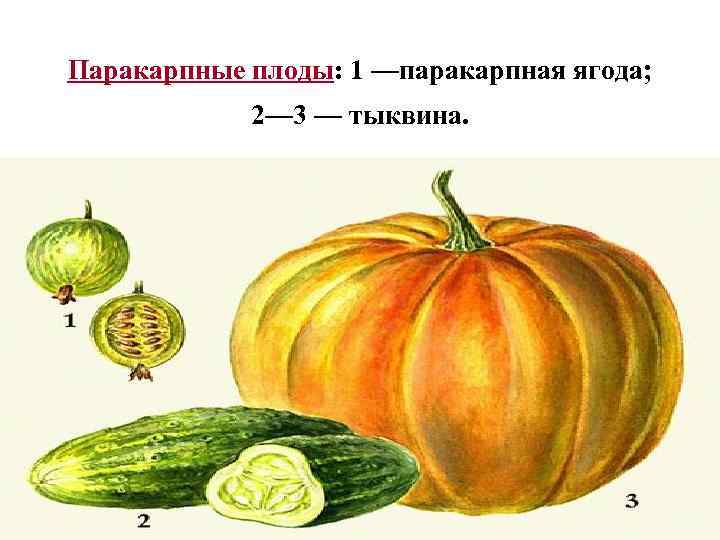 Плод ягода схема