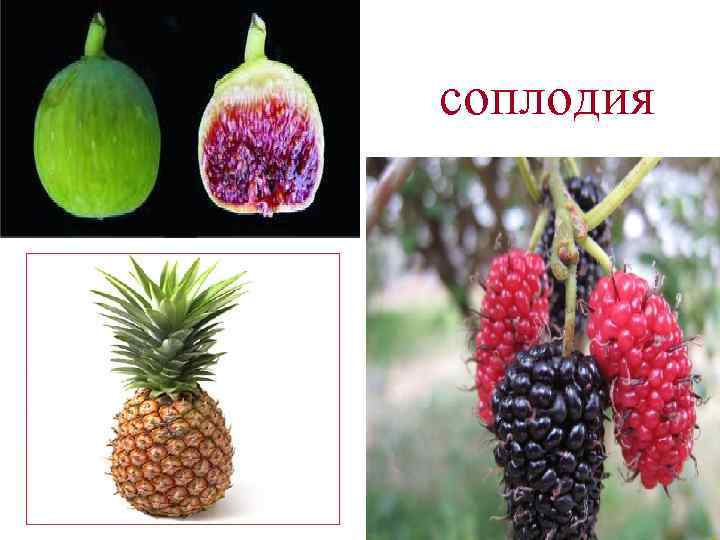 Простые плоды сложные плоды соплодия