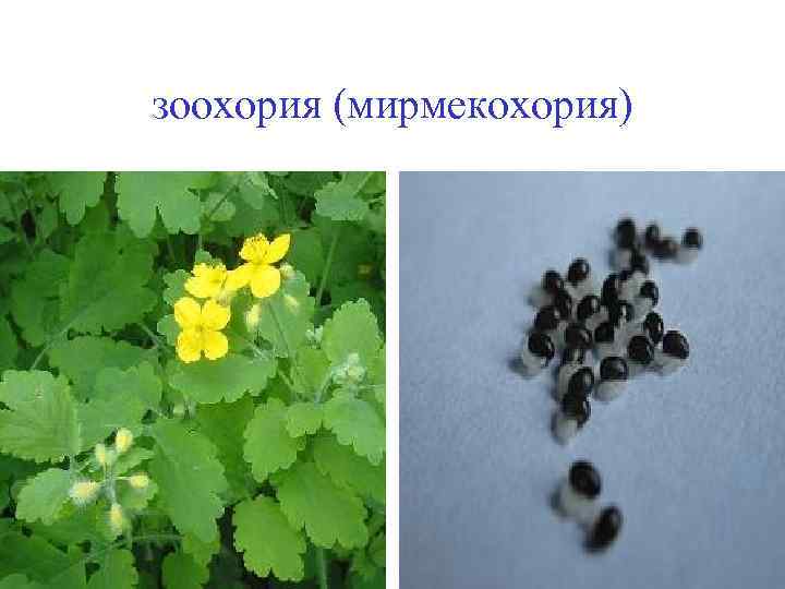 зоохория (мирмекохория) 