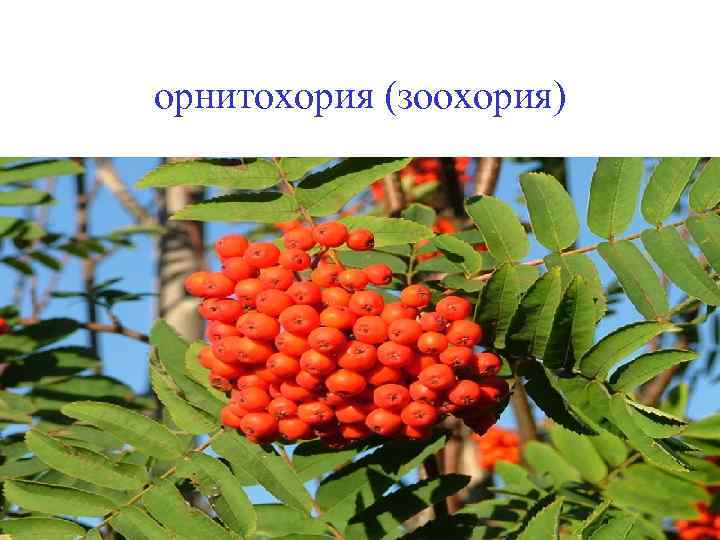 орнитохория (зоохория) 