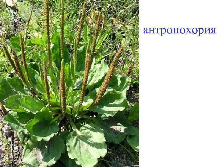 антропохория 