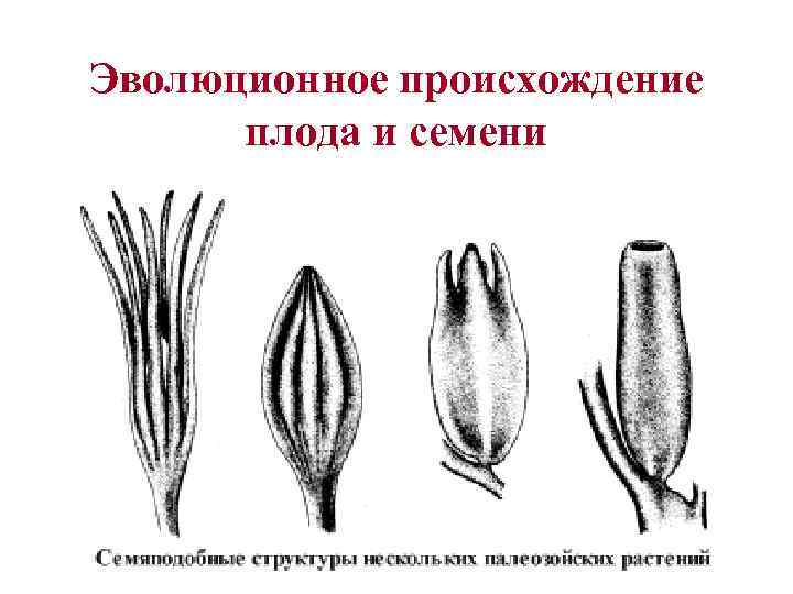 Эволюционное происхождение  плода и семени 