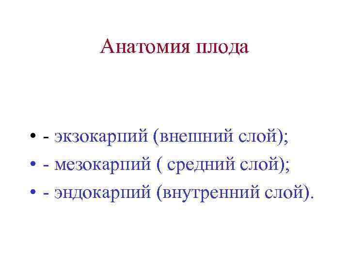   Анатомия плода • - экзокарпий (внешний слой);  • - мезокарпий (