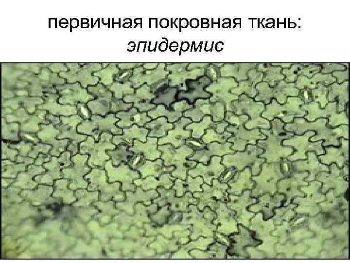 первичная покровная ткань:   эпидермис 