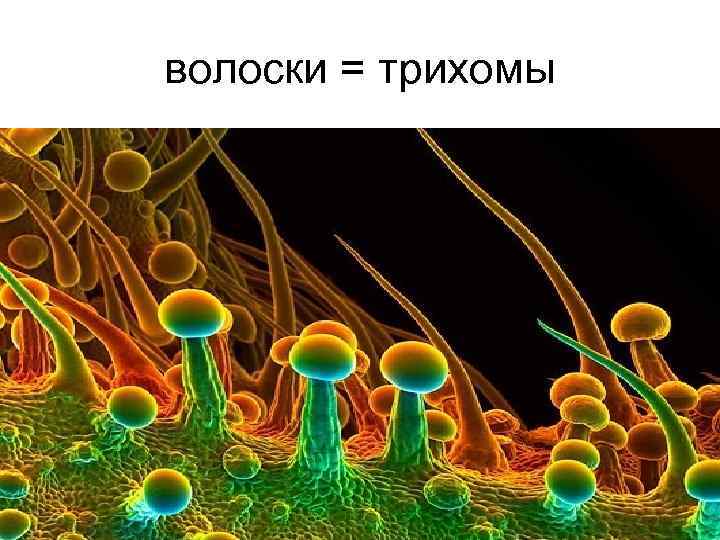 волоски = трихомы 