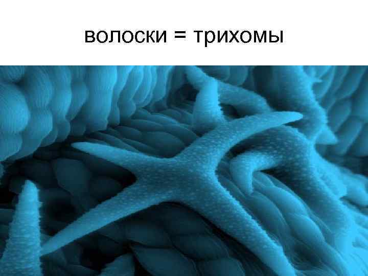 волоски = трихомы 