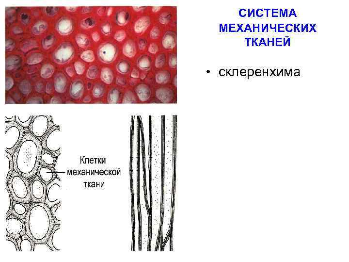 Фото механической ткани