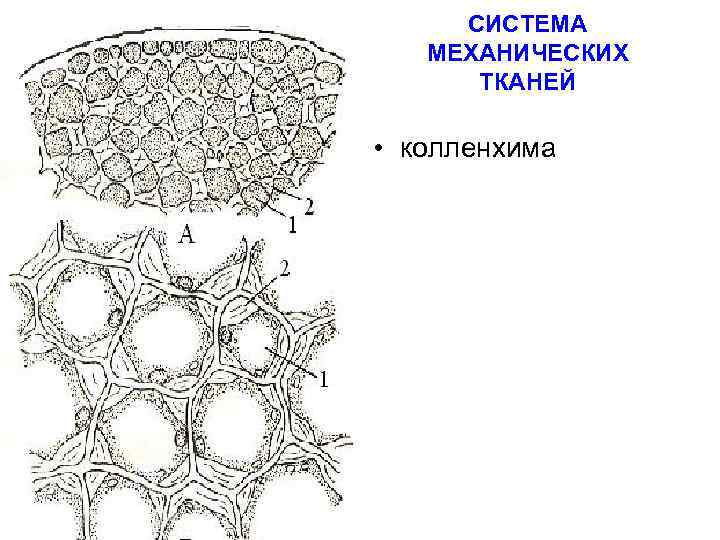 Рисунок механической ткани