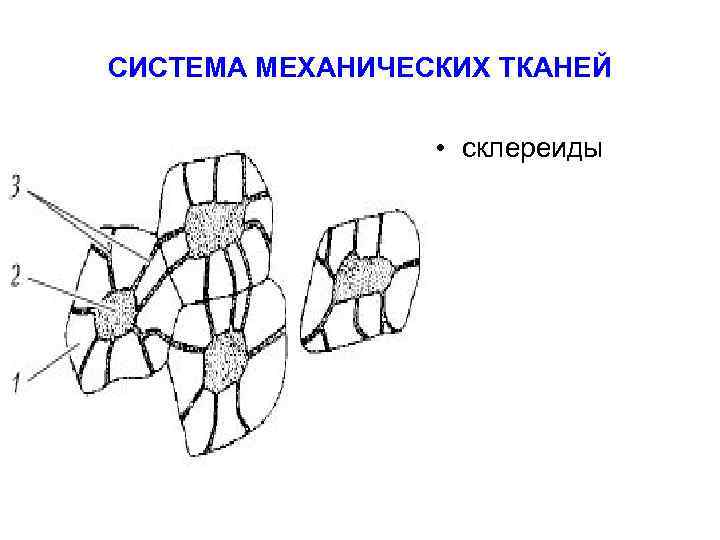 СИСТЕМА МЕХАНИЧЕСКИХ ТКАНЕЙ    • склереиды 