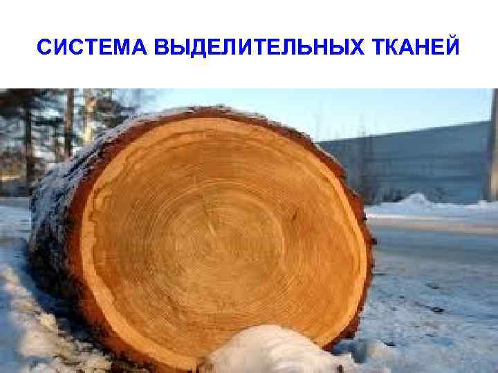 СИСТЕМА ВЫДЕЛИТЕЛЬНЫХ ТКАНЕЙ 