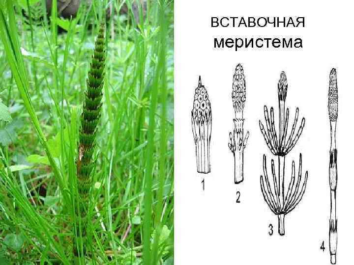 Для каких растений характерен вставочный рост побега. Вставочные меристемы (интеркалярные). Интеркалярная меристема злаков. Вставочная меристема у злаков. Интеркалярные меристемы ткань.