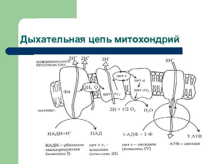 Дыхание в митохондриях. Схема структурной организации дыхательной цепи. Цепь переноса электронов в митохондриях. Схема структура дыхательной цепи митохондрий. Дыхательная цепь переноса электронов.