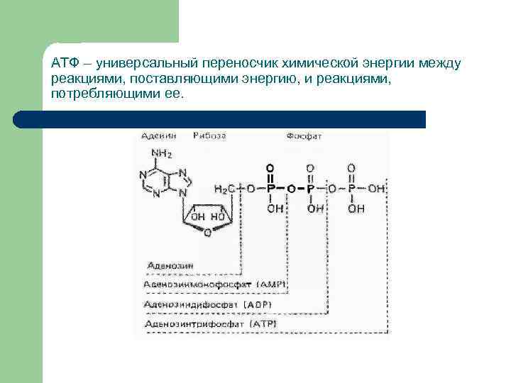 АТФ – универсальный переносчик химической энергии между реакциями, поставляющими энергию, и реакциями, потребляющими ее.
