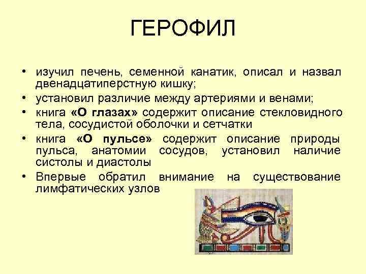     ГЕРОФИЛ • изучил печень, семенной канатик, описал и назвал 