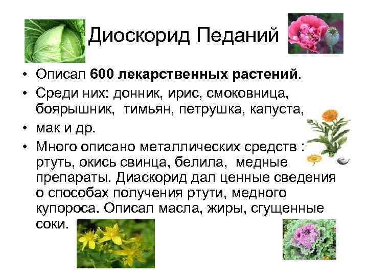   Диоскорид Педаний • Описал 600 лекарственных растений.  • Среди них: донник,