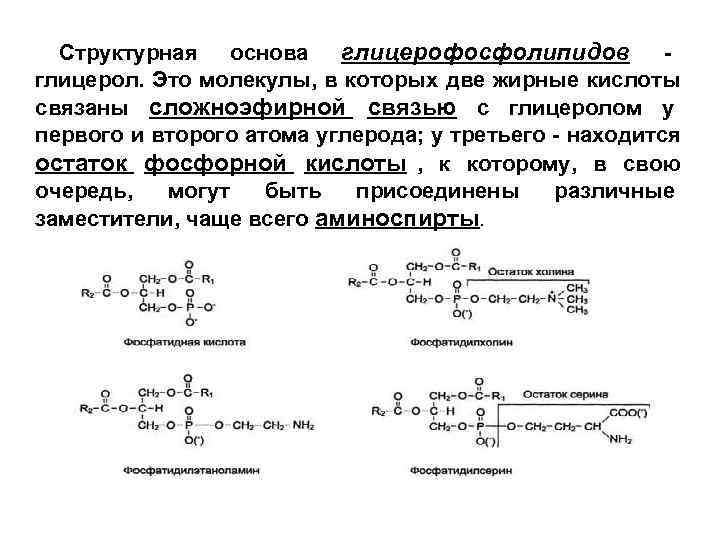  Структурная основа глицерофосфолипидов   - глицерол. Это молекулы, в которых две жирные