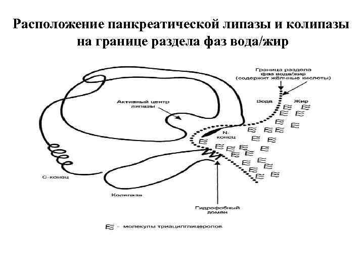 Панкреатическая липаза у кошек