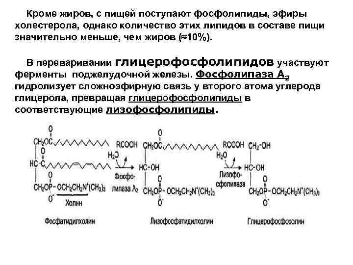 Схема синтеза глицерофосфолипидов биохимия