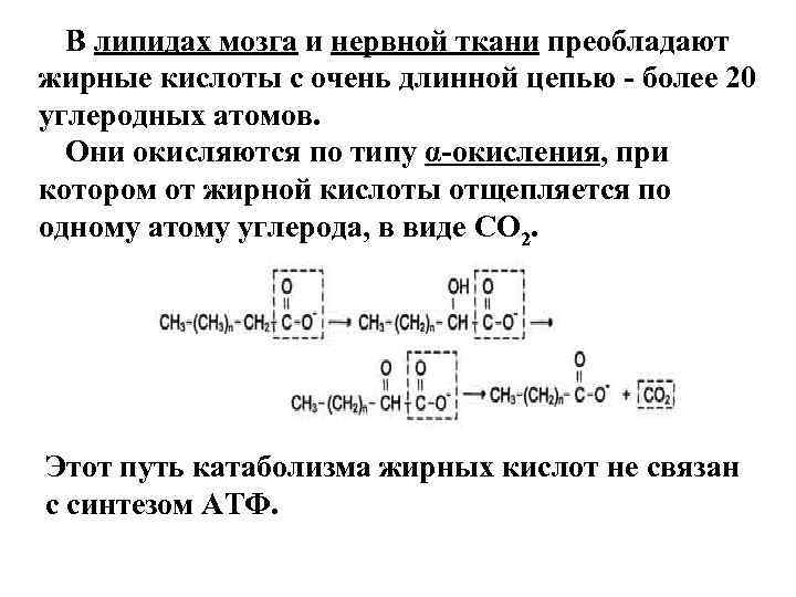  В липидах мозга и нервной ткани преобладают жирные кислоты с очень длинной цепью