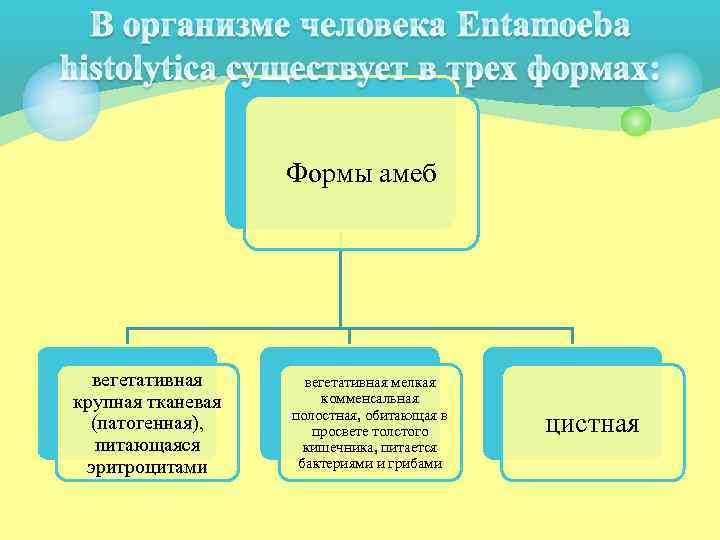     Формы амеб  вегетативная мелкая крупная тканевая  комменсальная 