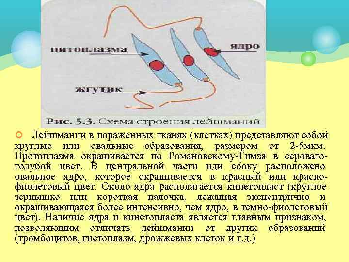 ¢ Лейшмании в пораженных тканях (клетках) представляют собой круглые или овальные образования, размером от