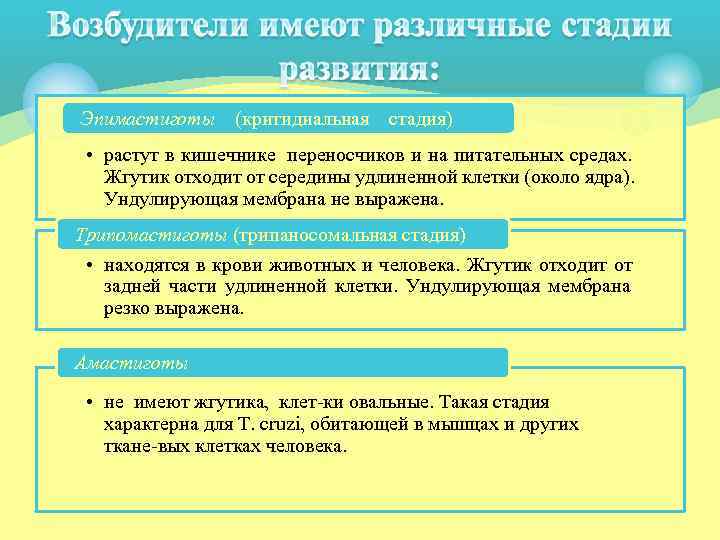 Эпимастиготы (критидиальная  стадия)  • растут в кишечнике переносчиков и на питательных средах.