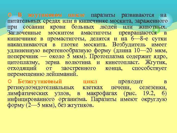 ¢  В жгутиковом цикле паразиты развиваются на питательных средах или в кишечнике москита,