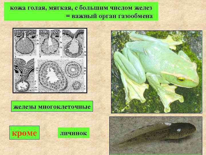 кожа голая, мягкая, с большим числом желез       =