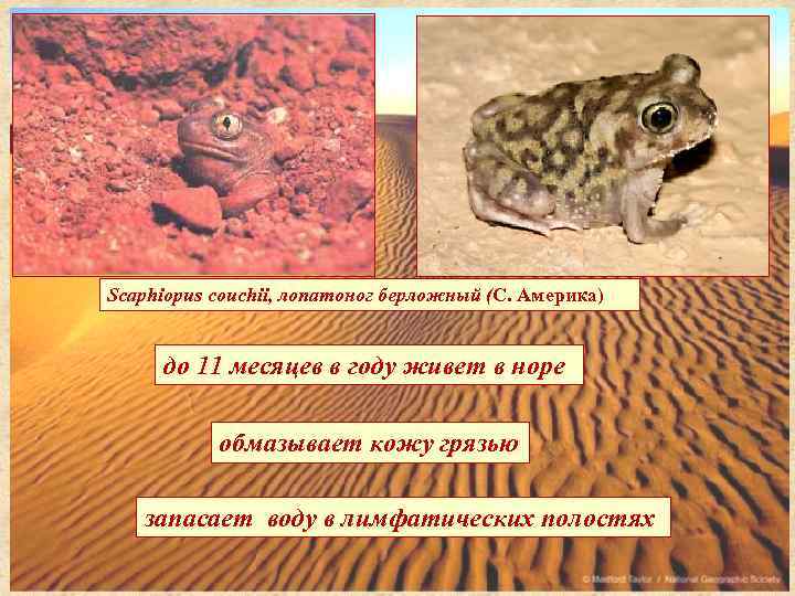 Scaphiopus couchii, лопатоног берложный (С. Америка)  до 11 месяцев в году живет в