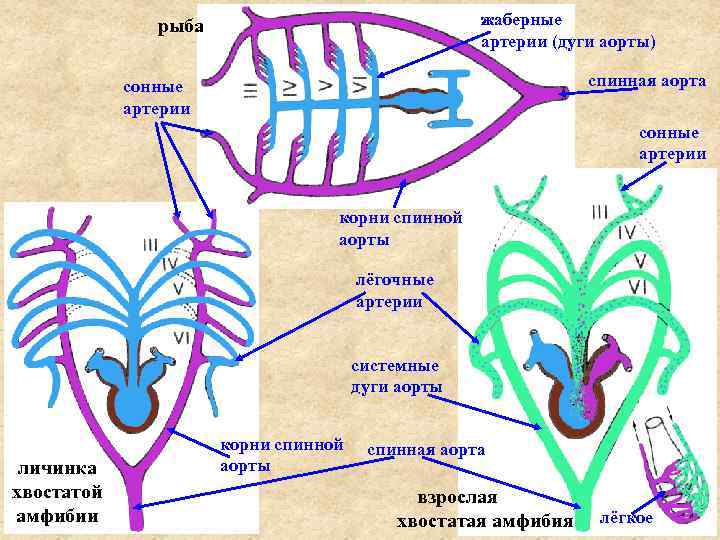     рыба      жаберные   