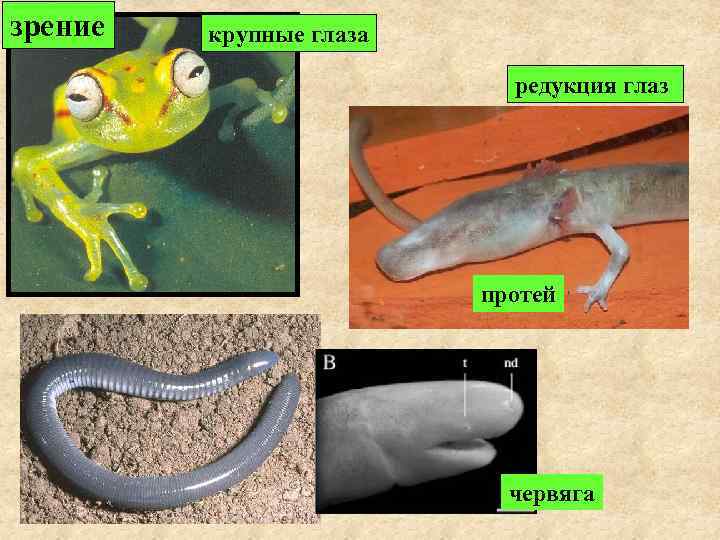 зрение  крупные глаза     редукция глаз    