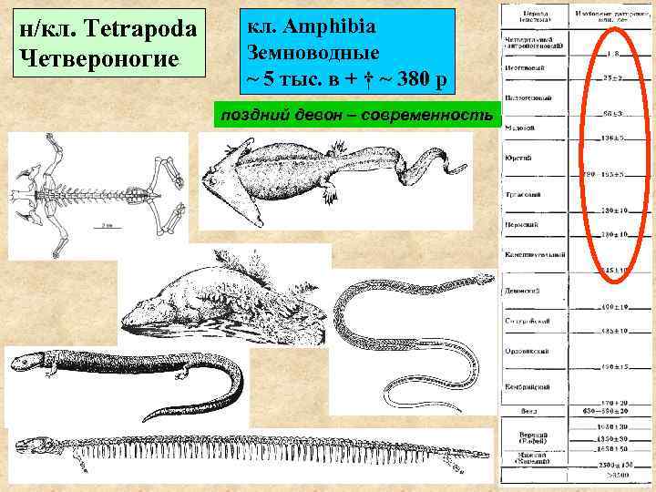 н/кл. Tetrapoda кл. Amphibia Четвероногие  Земноводные     ~ 5 тыс.
