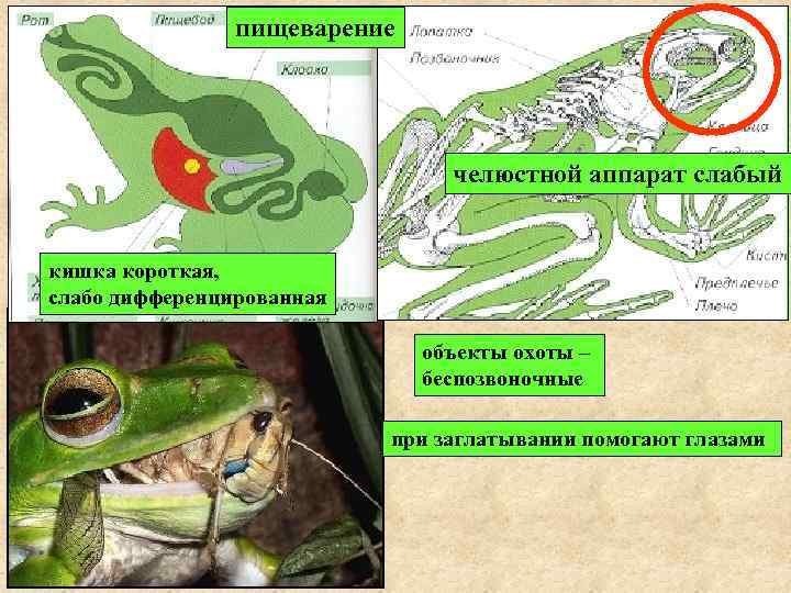     пищеварение       челюстной аппарат слабый