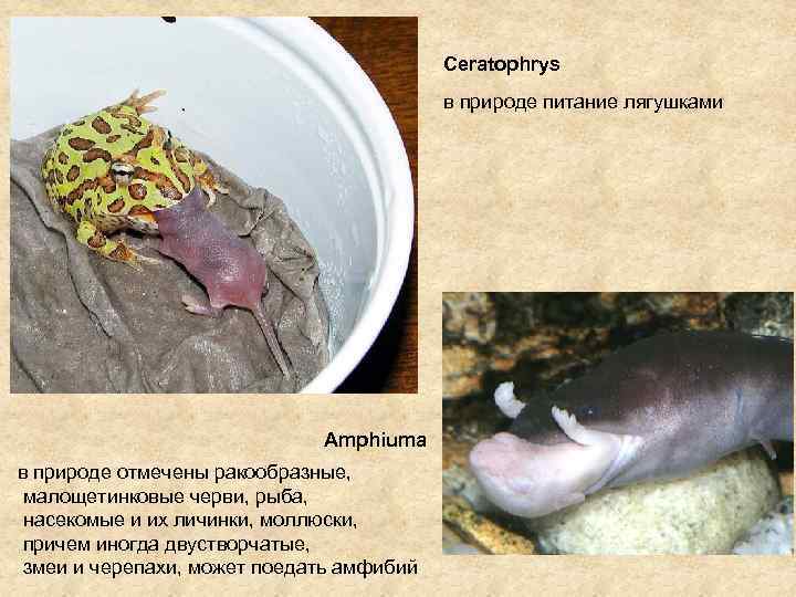        Ceratophrys    в природе питание