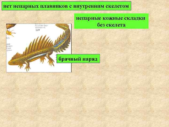 Хорда скелет. Скелет хордовых. Позвоночник Хордовые. Хордовые животные примеры.