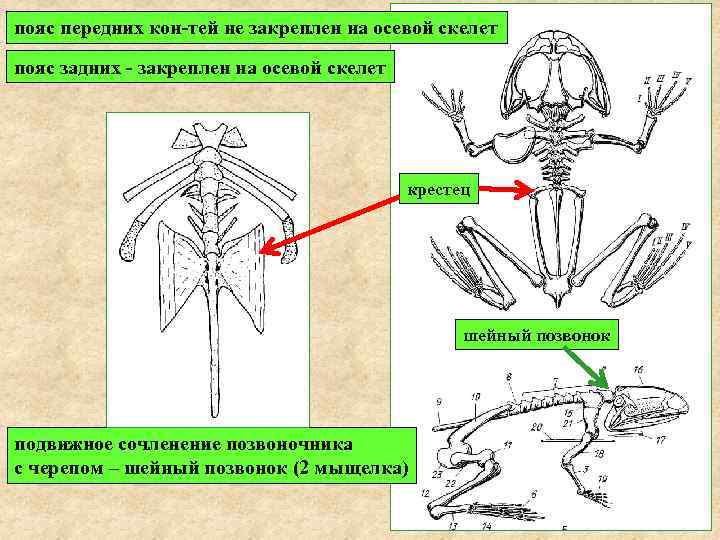 пояс передних кон-тей не закреплен на осевой скелет пояс задних - закреплен на осевой