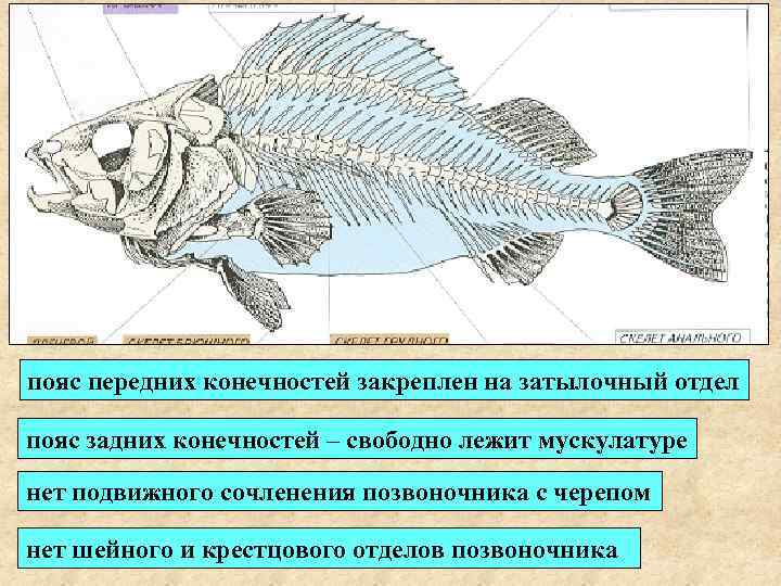 пояс передних конечностей закреплен на затылочный отдел пояс задних конечностей – свободно лежит мускулатуре