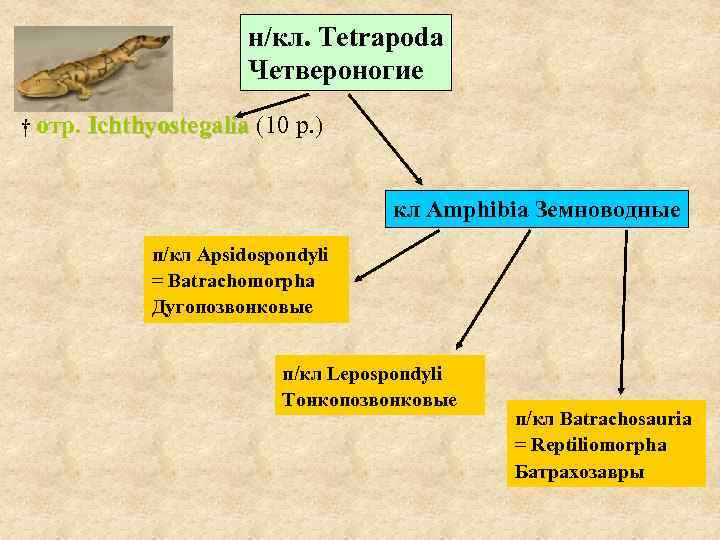      н/кл. Tetrapoda    Четвероногие † отр. Ichthyostegalia