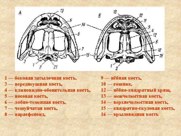 1 — боковая затылочная кость,   9 — нёбная кость,  3 —