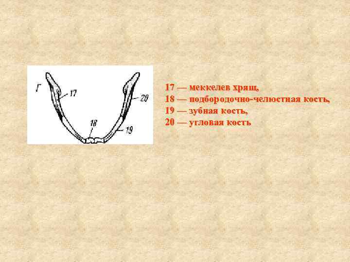 17 — меккелев хрящ,  18 — подбородочно-челюстная кость,  19 — зубная кость,
